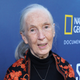 Image for article titled Jane Goodall Returns From Latest Expedition With Annoying Chimp Accent